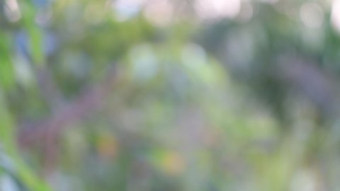 Luxury Lily Line Arts Golden Wallpaper Stock Vector (Royalty Free