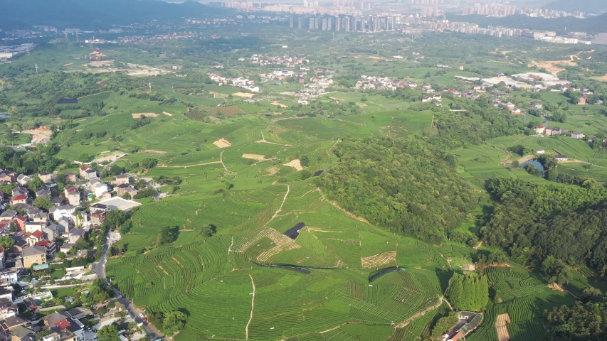 tea graden in hangzhou china
