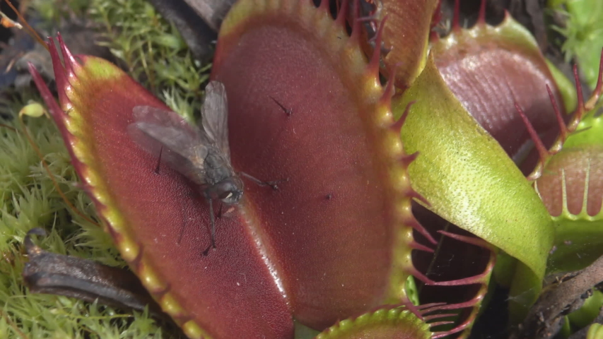 Venus flytrap - dionaea muscipula with a trapped fly