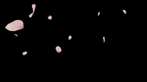 Cherry blossom realistic petals falling  2 clip.3D rendering.Element footage.Fall start to end and loop Animation.Easy to use and change color. This work has alpha matte 