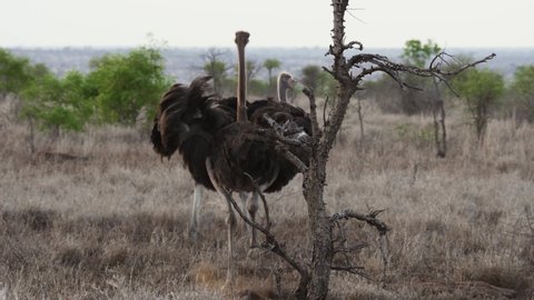 Ostrich running in Wild Safari Africa