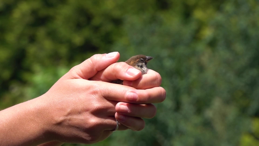 The sparrow (Passer domesticus) flies out of her hands, Release a bird into the wild, slow motion