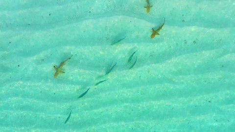 Aerial top down view of black tip sharks together in symbiosis with blue tuna swimming and hunting for a small fish in the early morning