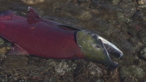 Wild red salmon fish Sockeye Salmon Oncorhynchus nerka swimming in shallow water in river, breathes heavily. Pacific salmon red color during spawning, dying after spawn. Slow motion, close-up view.