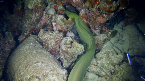 Massive green moray eel tries to bite and eat fish while hunting at night on the bottom of the sea near Bonaire, Netherlands Antilles, Caribbean