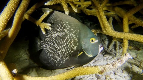 French Angelfish (Pomacanthus paru) among Staghorn Coral (Acropora cervicornis) in a coral farm / coral restoration project at night near Bonaire, Netherlands Antilles, Caribbean