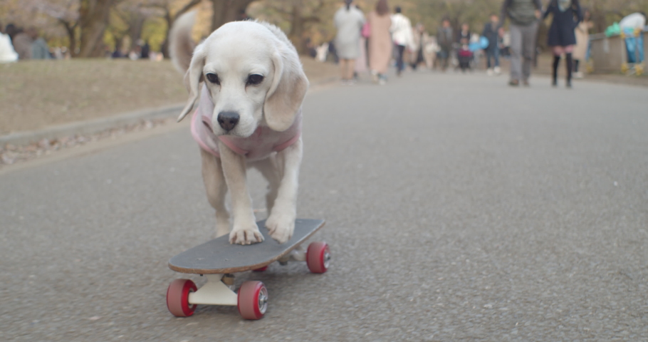 Skateboarding dog in the park wearing pink clothes front angle Tokyo, Japan slow motion 4K DCI Royalty-Free Stock Footage #1043660572