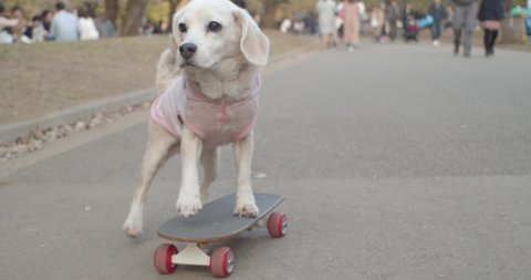 Skateboarding dog in the park wearing pink clothes front angle Tokyo, Japan slow motion 4K DCI