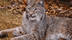 Close up of Lynx on sunny day in Autumn