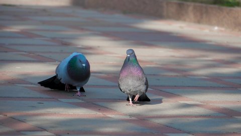Wild pigeons in mating sunny weather