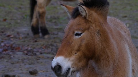 Close up of two Przewalski's horse with rack focus turning around on sunny day in autumn.