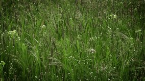 Video of prairie grass and wind