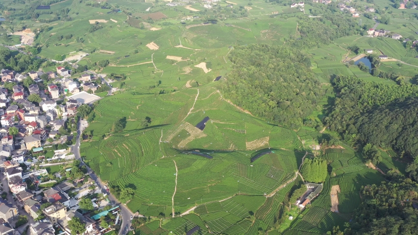 tea graden in hangzhou china
