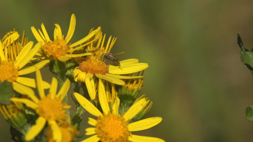 An insect tarnished plant bug, from family of true bugs, with long proboscis searches for nectar in focus of yellow wildflower. Macro view insect in wildlife
