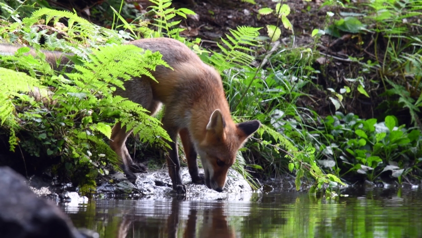 Red fox (Vulpes vulpes) drinking from a forest stream. Royalty-Free Stock Footage #1043675977