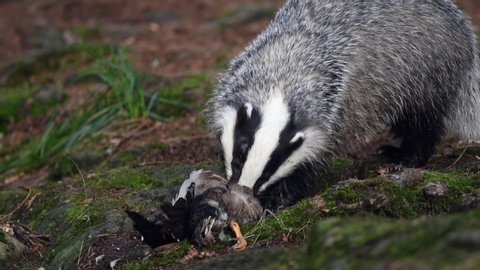 Badger (Meles meles) eating a prey in forest. Dead animal with blood. Slow motion.