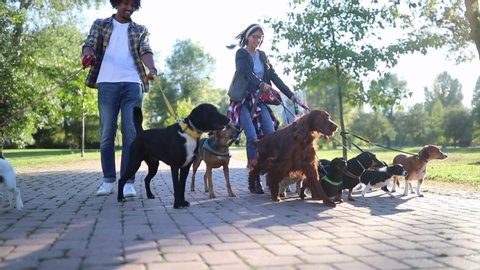 Professional Dog Walker in park with many different Dogs 