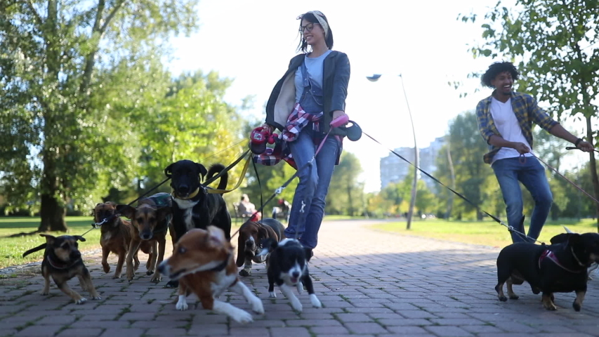 Professional Dog Walker in park with many different Dogs  | Shutterstock HD Video #1043680342