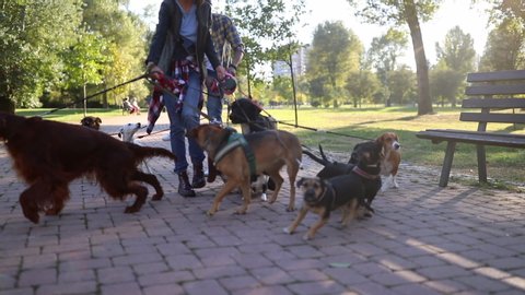Professional Dog Walker in park with many different Dogs 