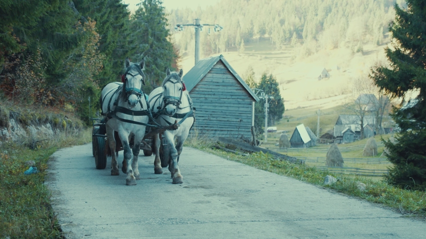 Two white horses pull a traditional carriage to work in rural outskirts of Transylvania, Romania