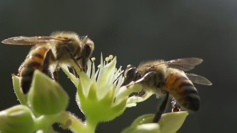 Three bees all land on the same flower and drink, before two fly away. Shot at 240 fps.