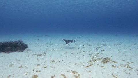 Spotted Eagle Ray (Aetobatus narinari) and Palometa (Trachinotus goodei) swimming over sandy seabed in the Caribbean near Bonaire, Netherlands Antilles