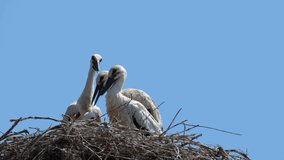 Video of young storks HD