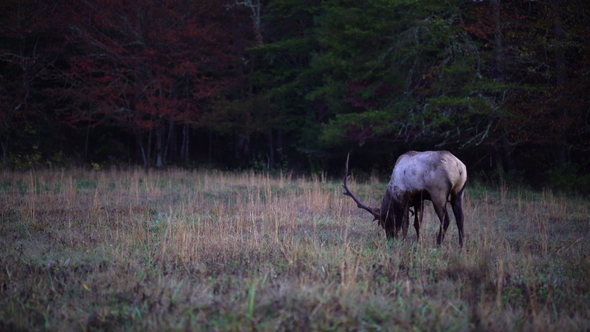 Elk in the fall in the North Carolina Mountains, single shot of bull elk.