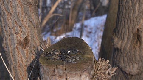 Birds in winter collect seeds on a stump in the form of a wooden trunk. Coal Tit, Willow Tit, Big Tit, Creeper