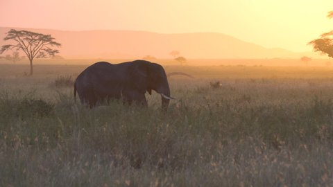 Elephant Walking in African Savanna, Tanzania National Park Scenery. Sunset Sunlight in Background, Animal in Natural Environment