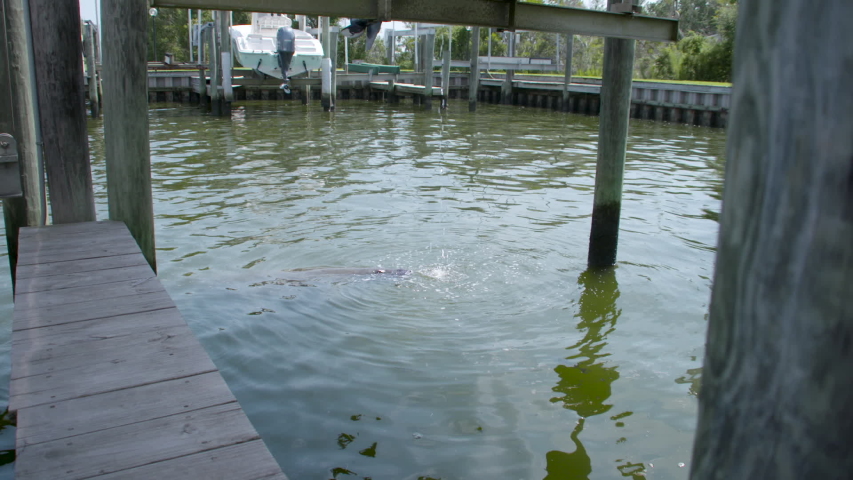 A manatee drinking water from a boat dock in North Carolina.