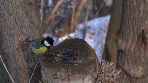 Birds in winter collect seeds on a stump in the form of a wooden trunk. Coal Tit, Willow Tit, Big Tit, Creeper