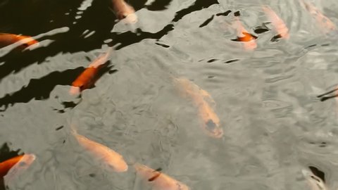 Nile Tilapia and Red Tilapia fish in the pond are fed with fish food pellets. Golden Nile Tilapia float at the water surface. Many Nile red Tilapia fish swimming in pond, culture fish farm
