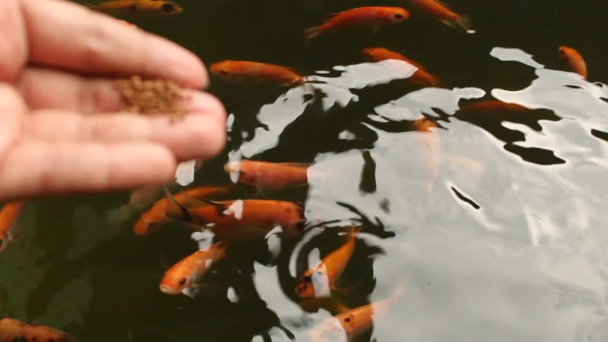 fish finding food to eat from feed, Feeding fish in pond, many fish nile tilapia eating food in farm agriculture, animal farm agriculture,relaxing for tourist travel to feed and lookin fish