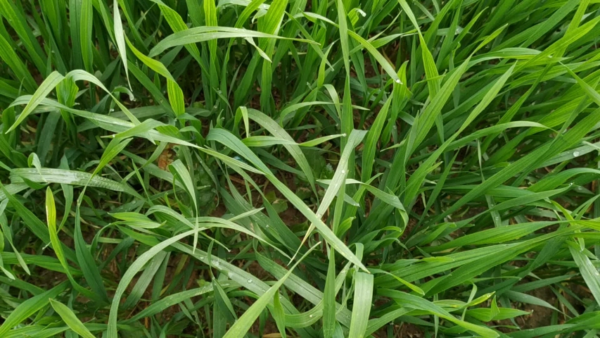 a close-up of vibrant green young corn plants

