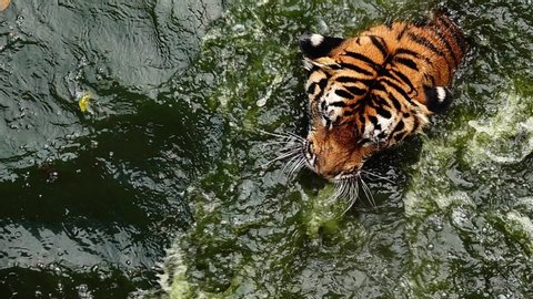 HD 1080p super slow  tiger, Panthera tigris altaica, low angle photo in direct view, running in the flick water  Attacking predator in action. Tiger in water 