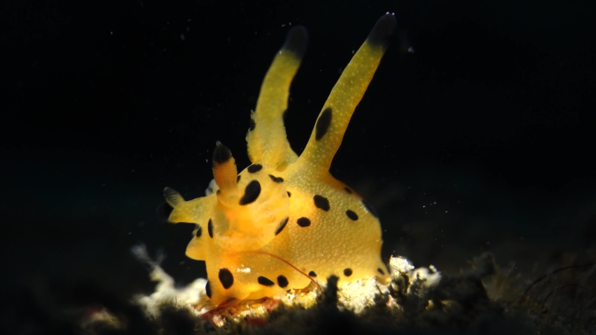 colorful Nudi branch running everywhere