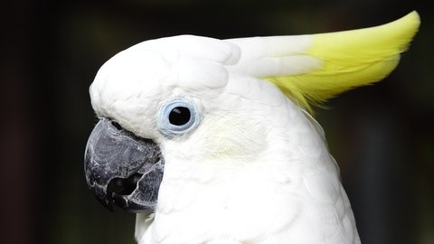 4K White parrot cockatoo clicking beak and looking into camera. Close up cockatoo parrot in wild nature
