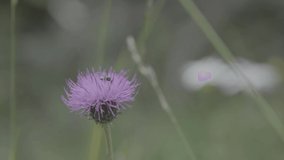 Insects on a purple flower in the dolomites video with neutral log setting
