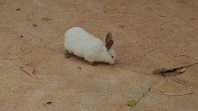 Cute white bunny. Real time full hd video footage.