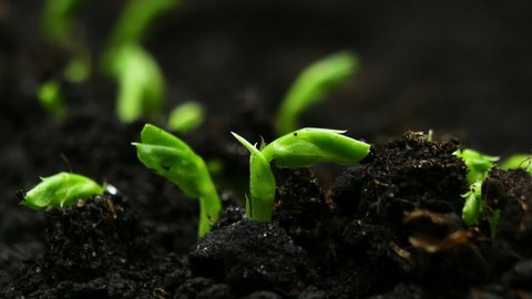 Growing plants in Spring Timelapse, Sprouts Germination newborn Pea plant in greenhouse agriculture