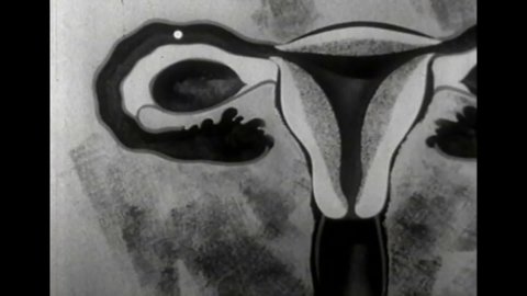 CIRCA 1950s - A silent film about how a woman becomes pregnant.