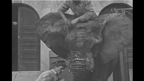 CIRCA 1920s - Zookeepers care for an elephant by washing him