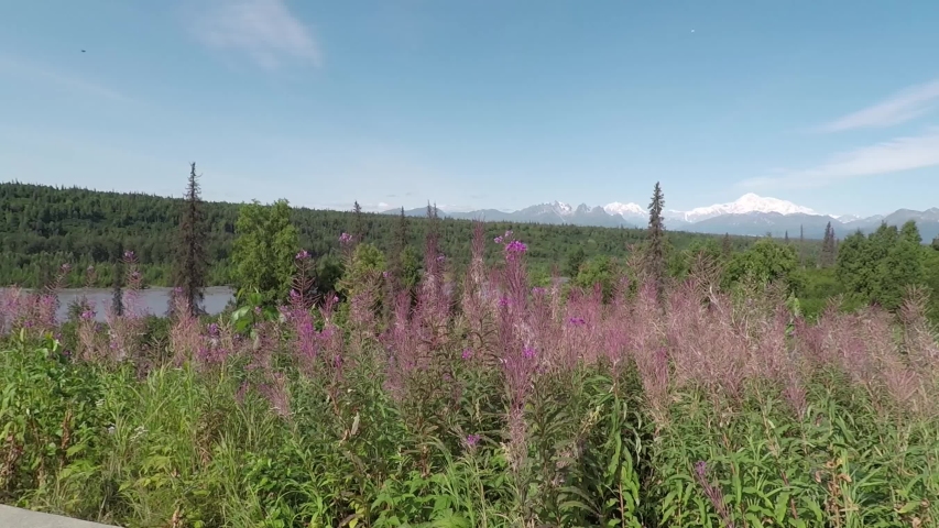 Slow pan in Alaskan Nature and Denali (Mt. McKinley) covered in snow in the far distance.