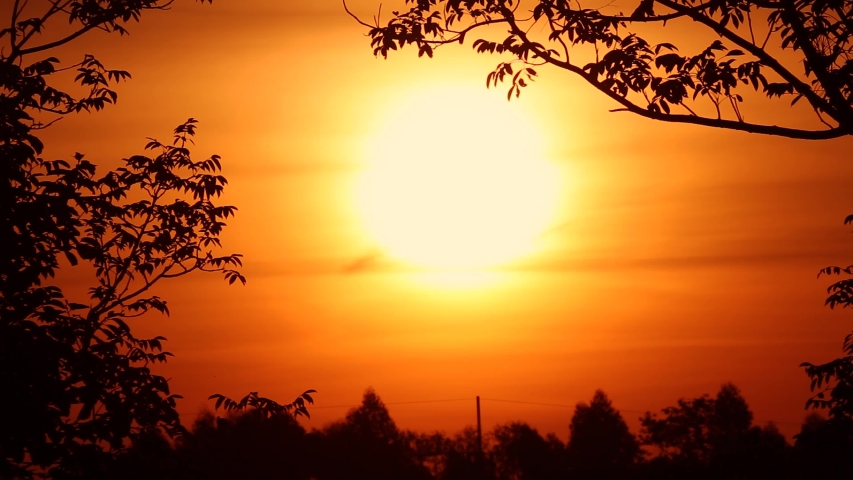 
Halloween background, super full moon 
silhouette of tree with beautiful full moon,Full moon behind silhouette branch of tree.