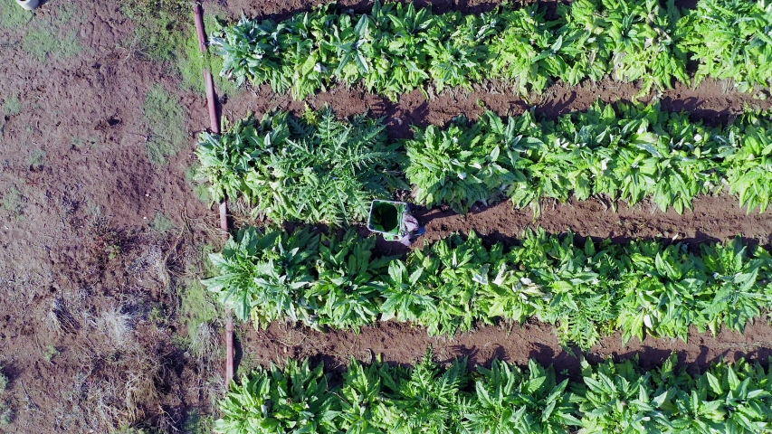 Farmer picking ripe Artichokes and throws them into a basket, Aerial follow footage.