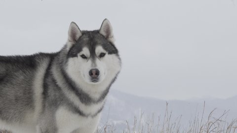  Siberian Husky looking like a wolf. Wolf. Husky in nature. Husky portrait against the background of a winter landscape.