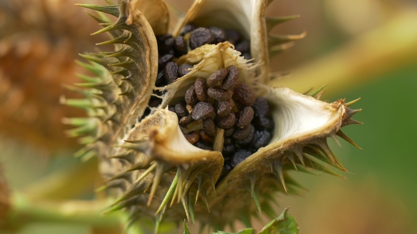 Close-up prickly flower / macro