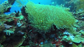 Underwater video of coral reef and fish 