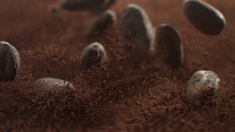 Close-up freshly picked cocoa beans falling from the bottom up onto flying cocoa powder. Concept of fresh cheeky chocolate flavor for desserts. Slow motion